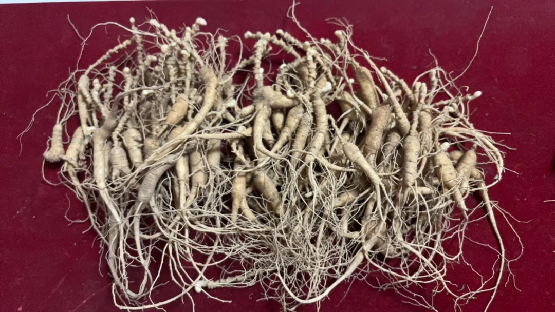 长白山高年头鲜人参125克