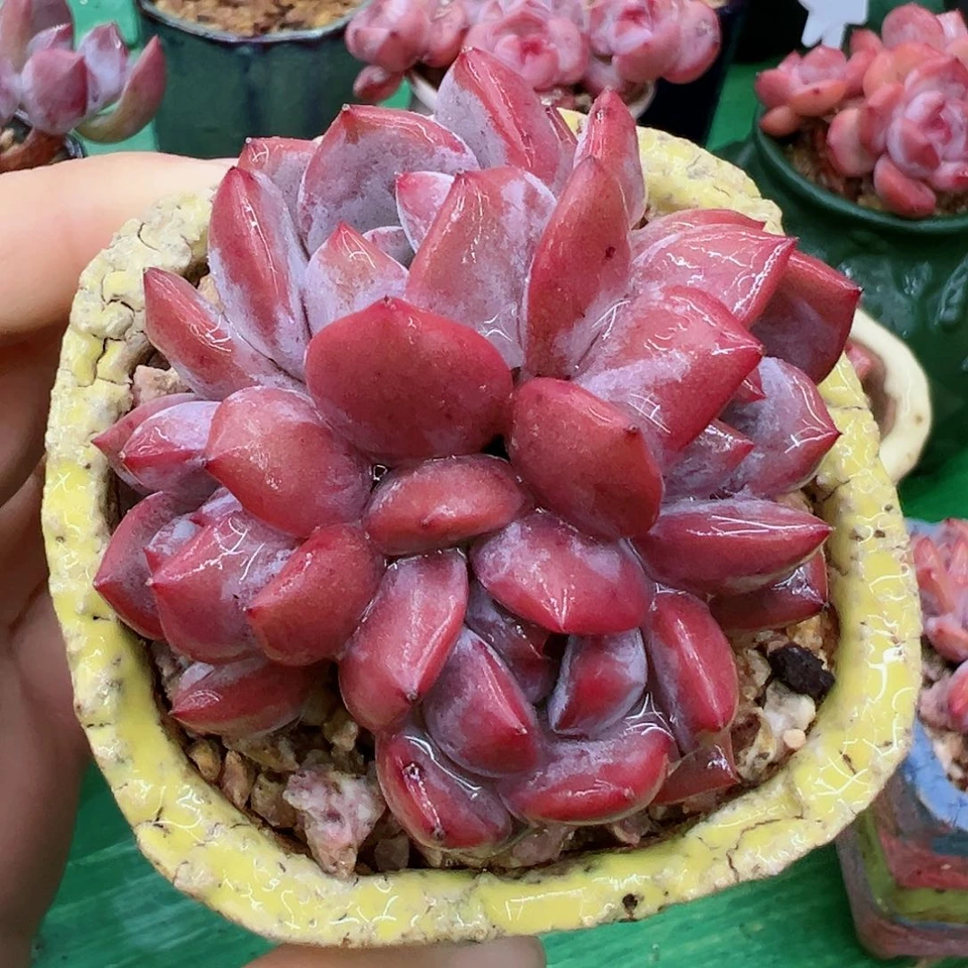 往**忘啊石榴籽星影小树福利
