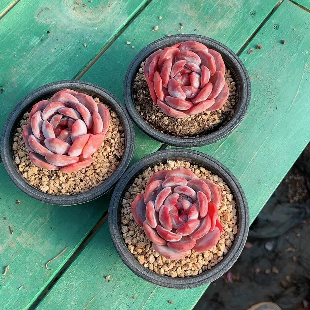 阳**贝啊石榴籽星影小树福利