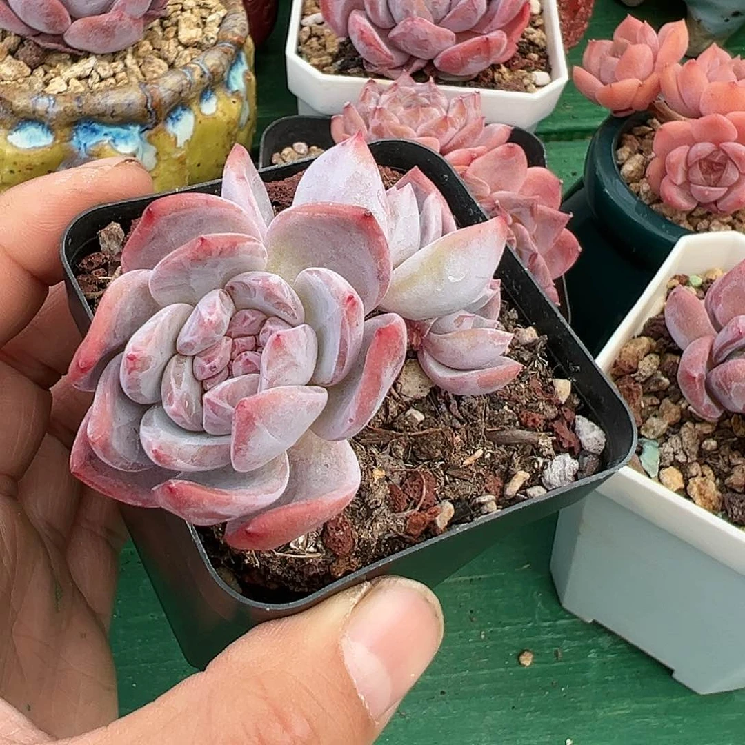 啊石榴籽星影小树福利