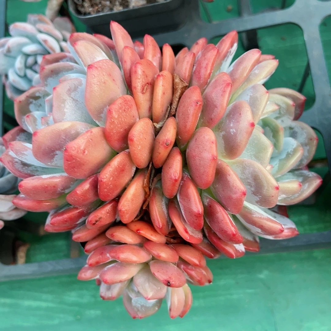 有摘石榴籽星影小树福利