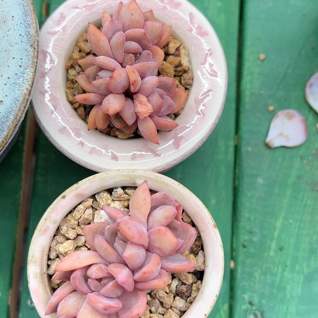 小*菜啊石榴籽星影小树福利