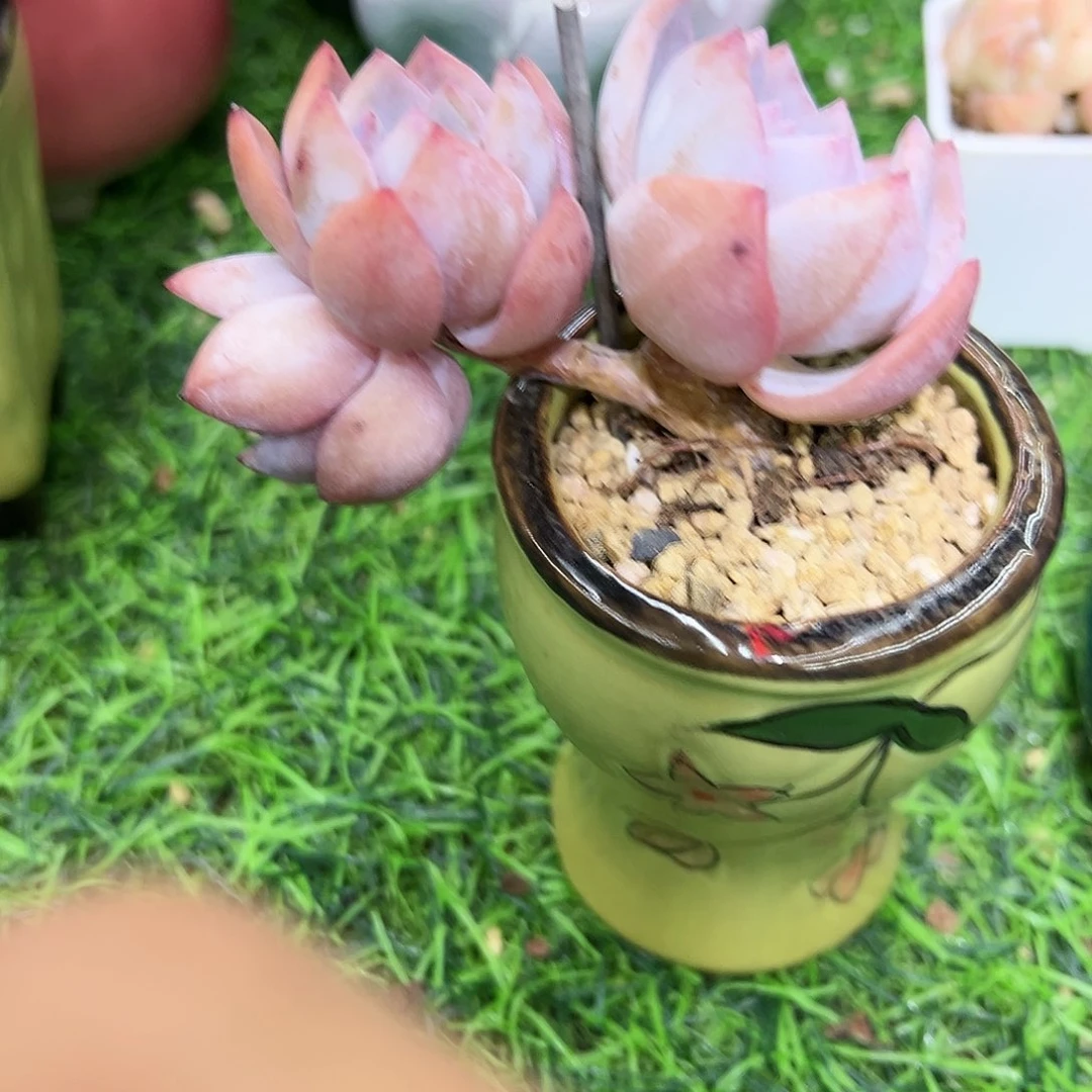 好**姐啊石榴籽星影小树福利