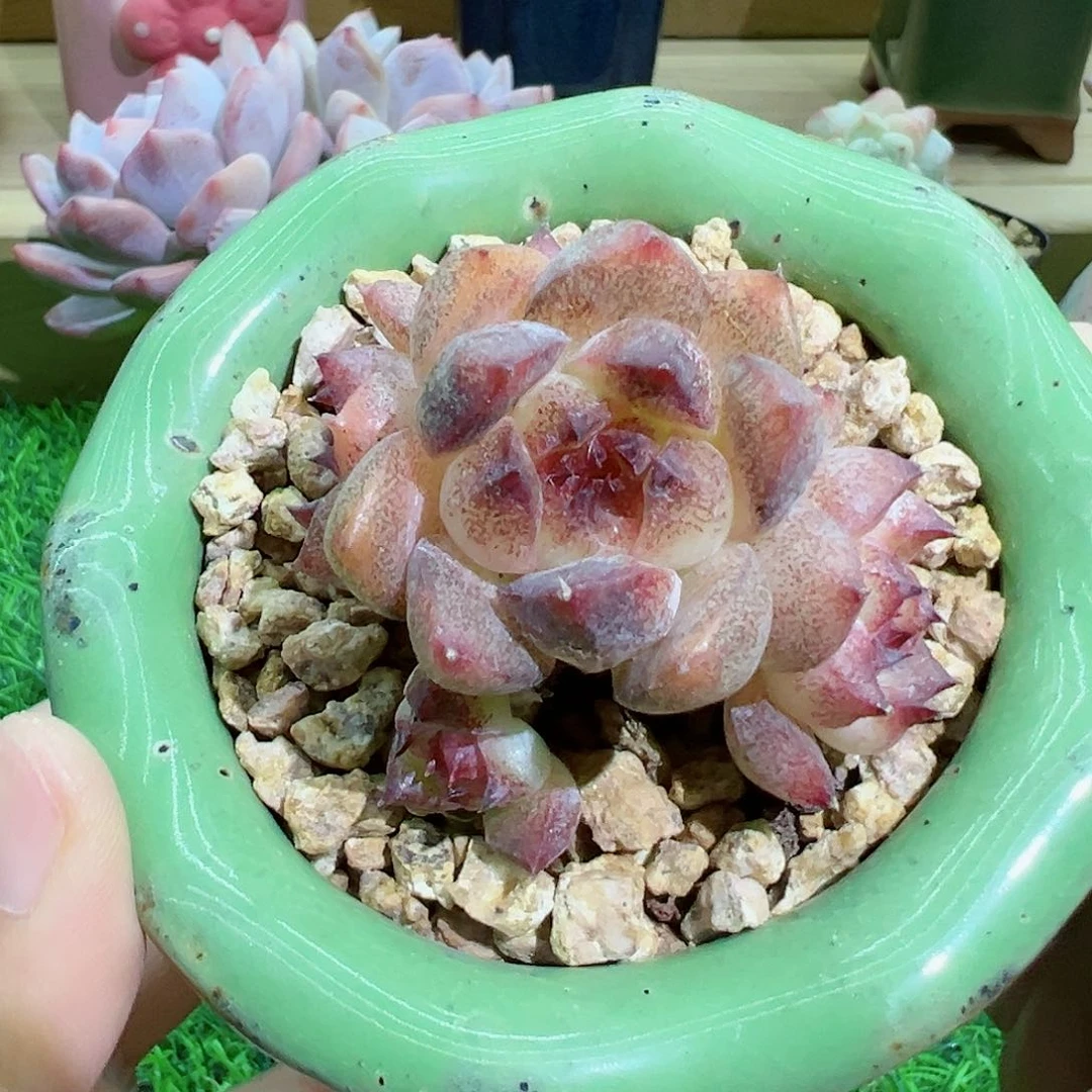 啊石榴籽星影小树福利