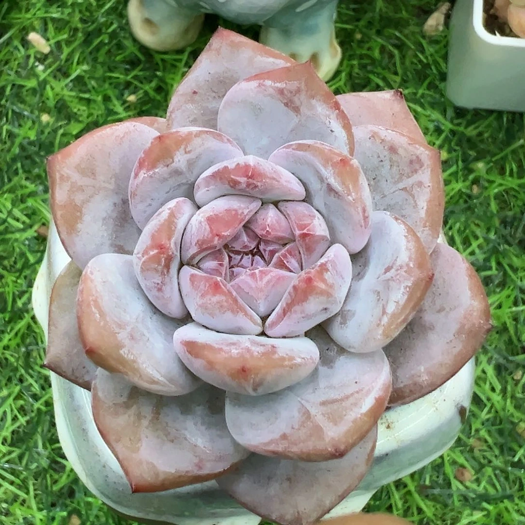 啊石榴籽星影小树福利