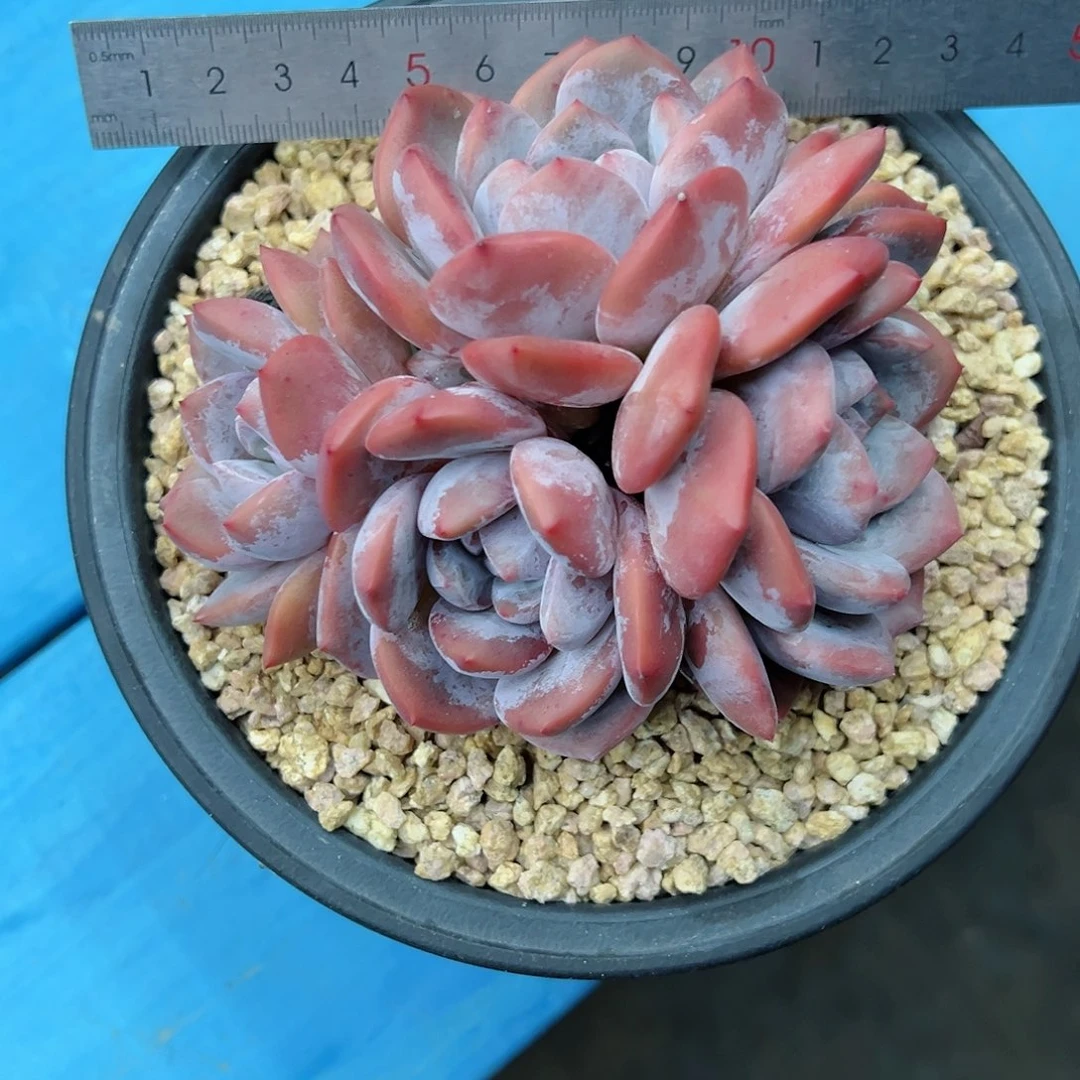 啊石榴籽星影小树福利