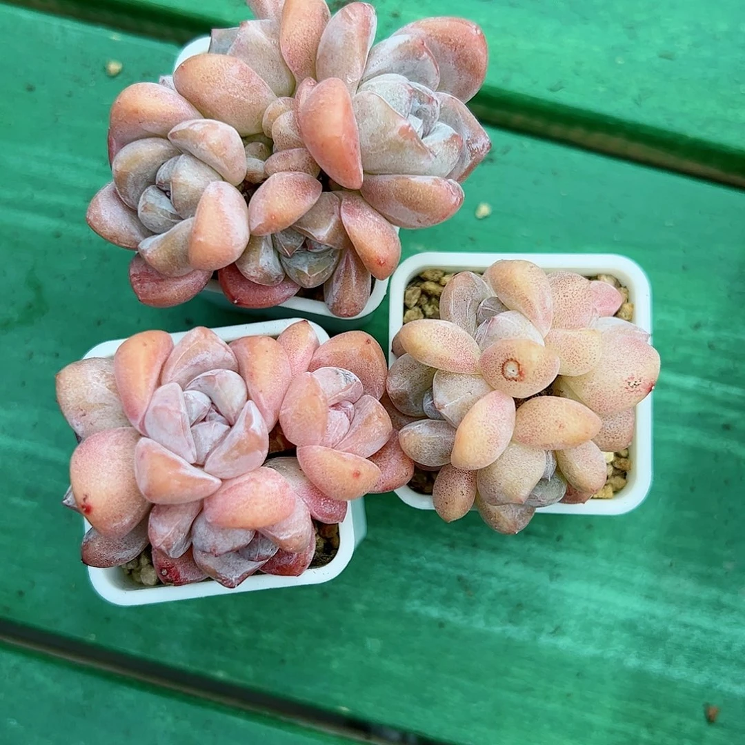 香**.啊石榴籽星影小树福利