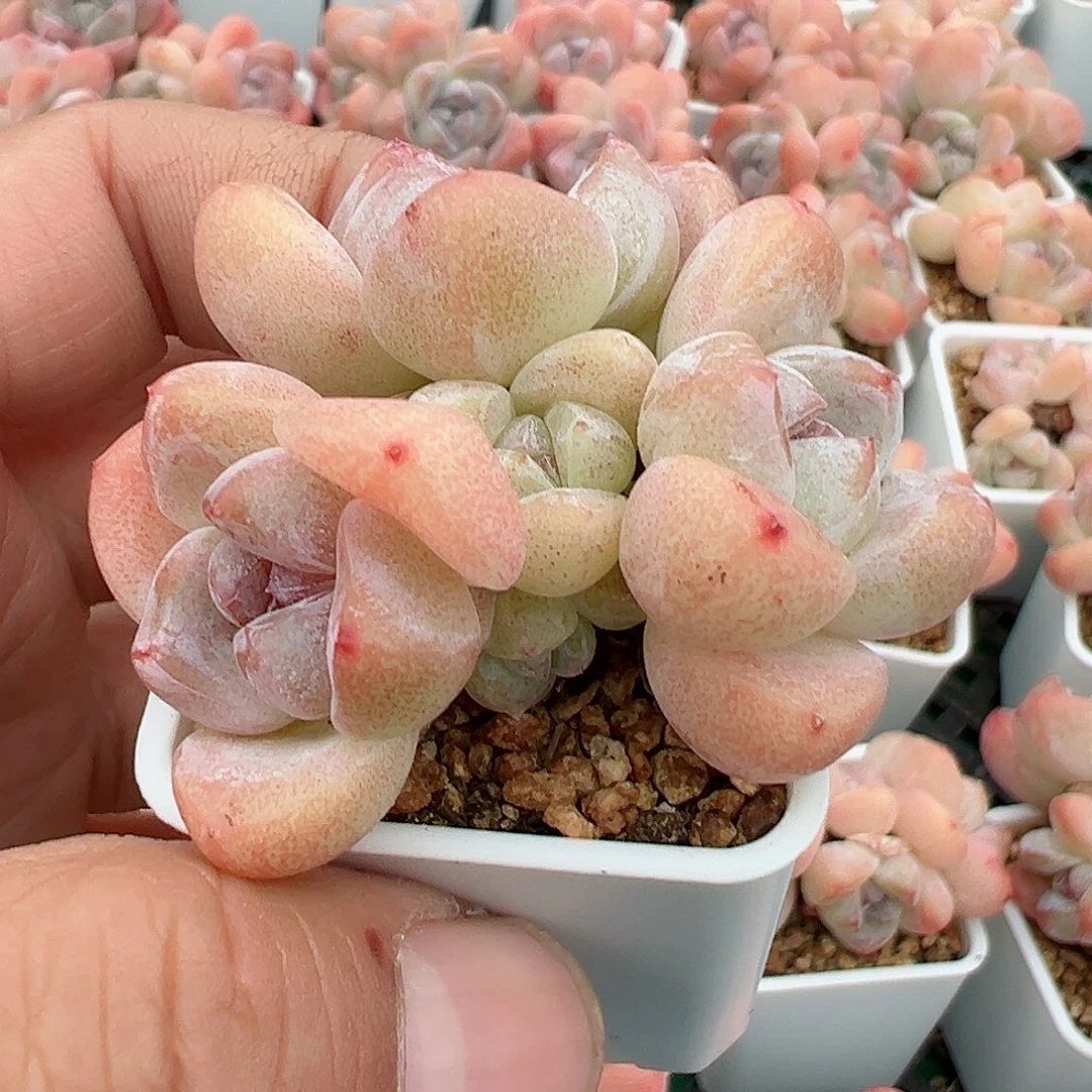 啊石榴籽星影小树福利