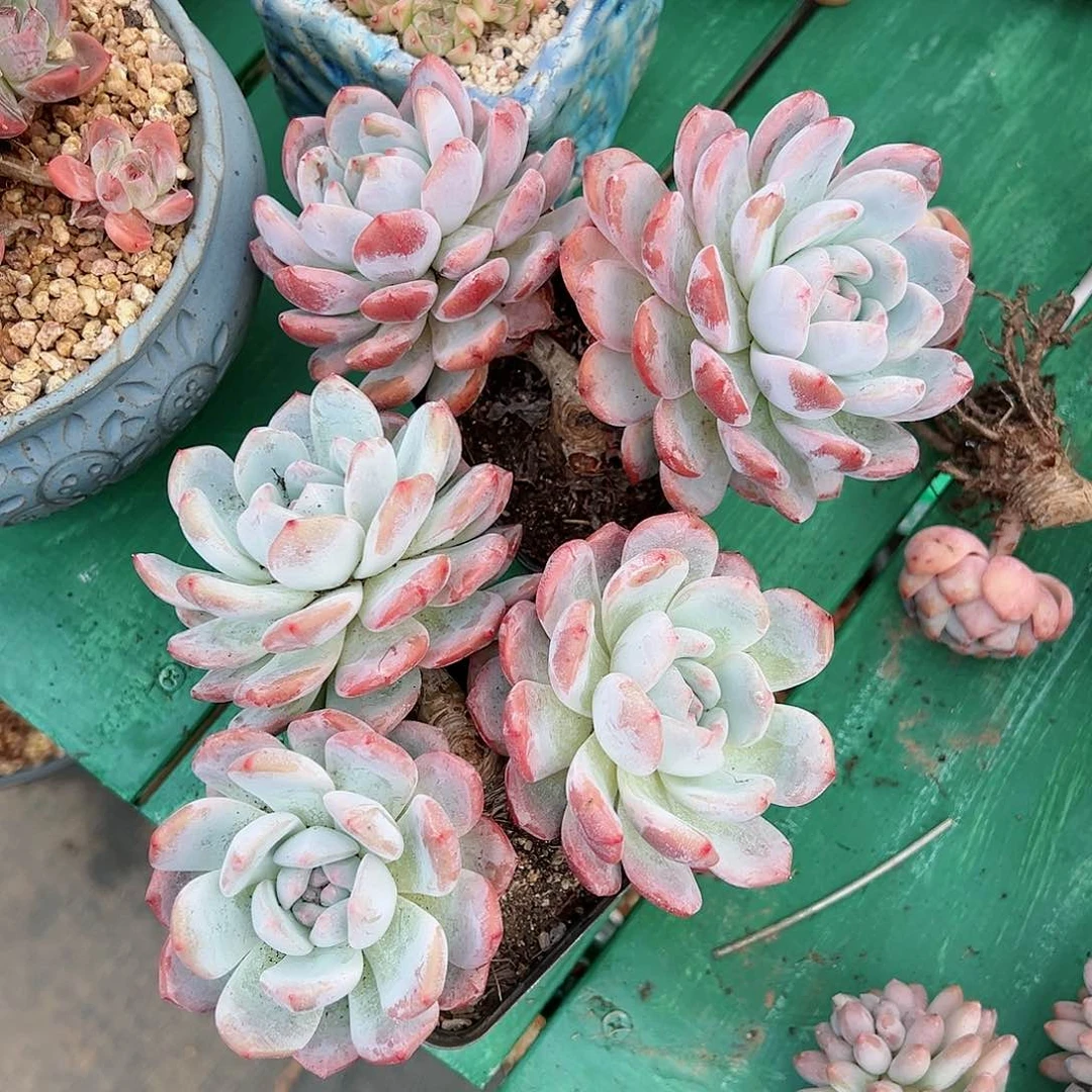 樱**饱啊石榴籽星影小树福利