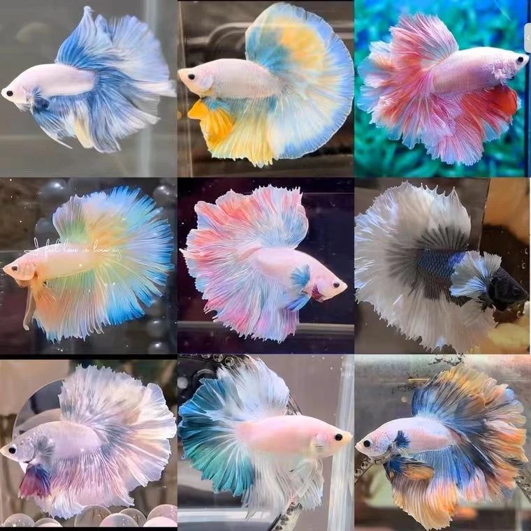 泰国斗鱼精品大尾巴观赏鱼活体饲养