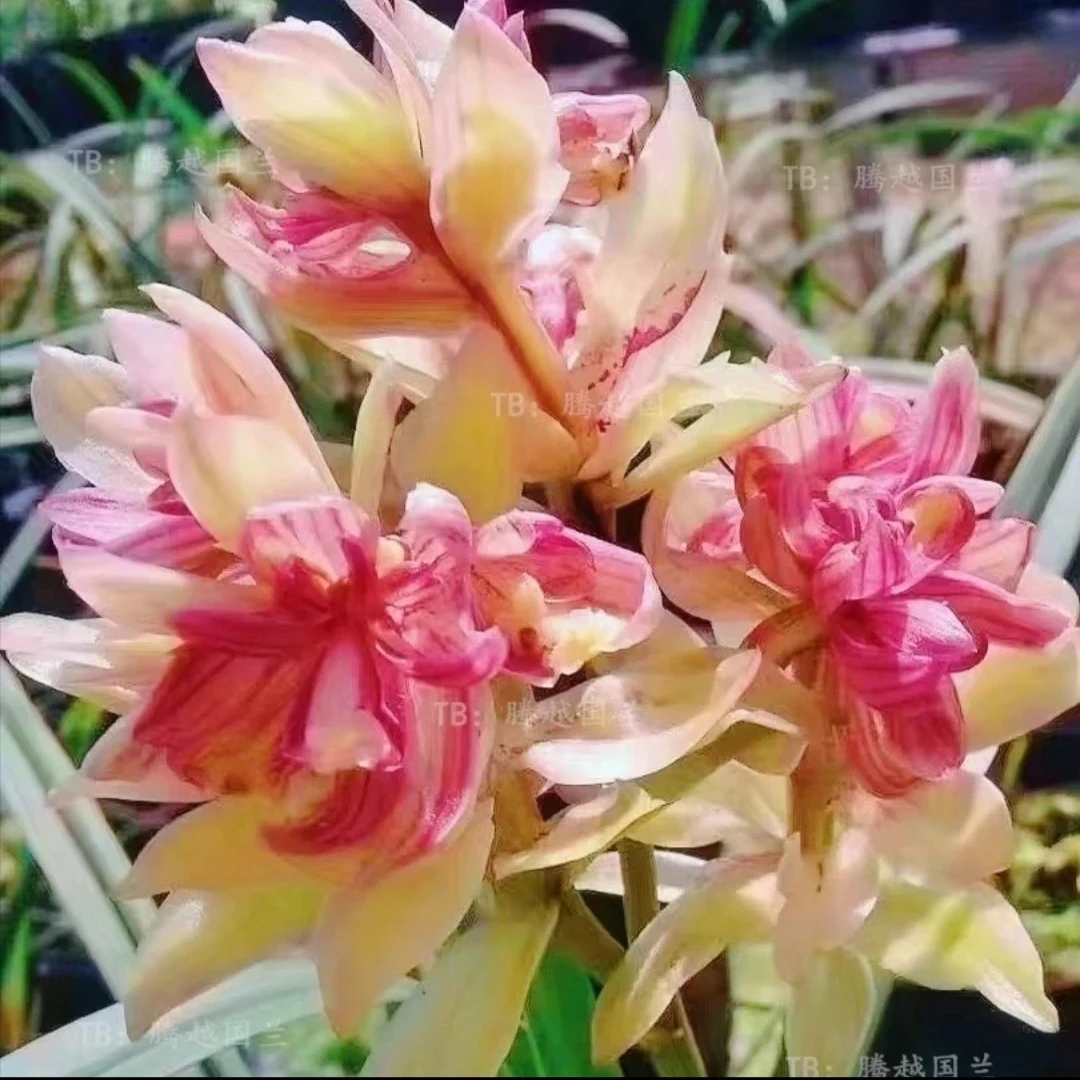 建兰铭品：老种富山奇蝶5苗起原盆