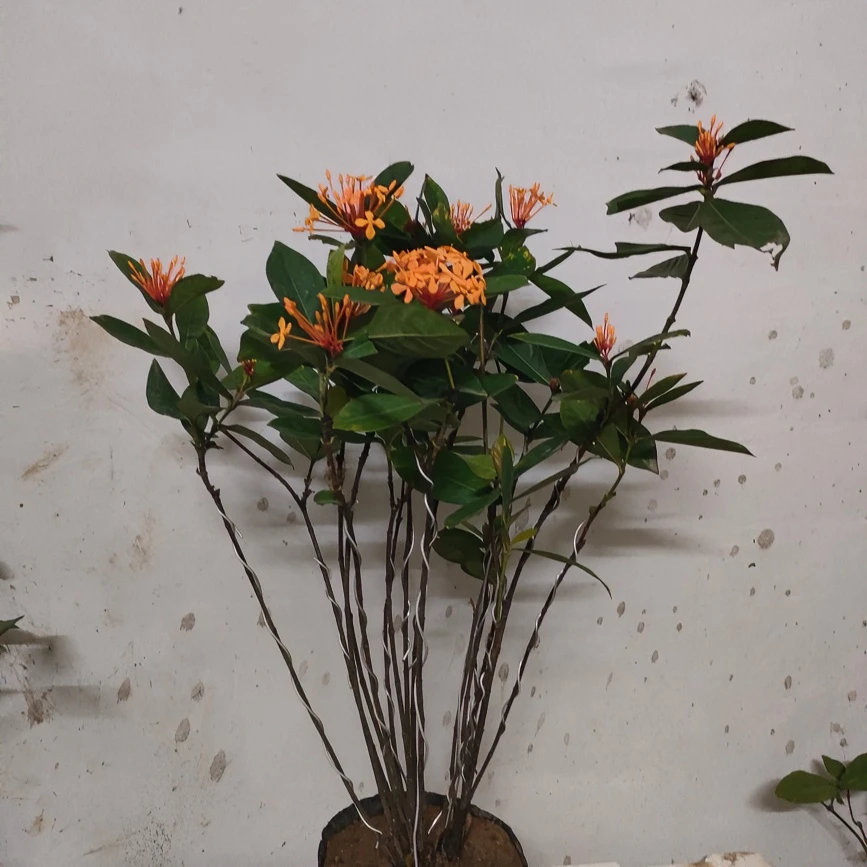 广东海岛龙船花、春花