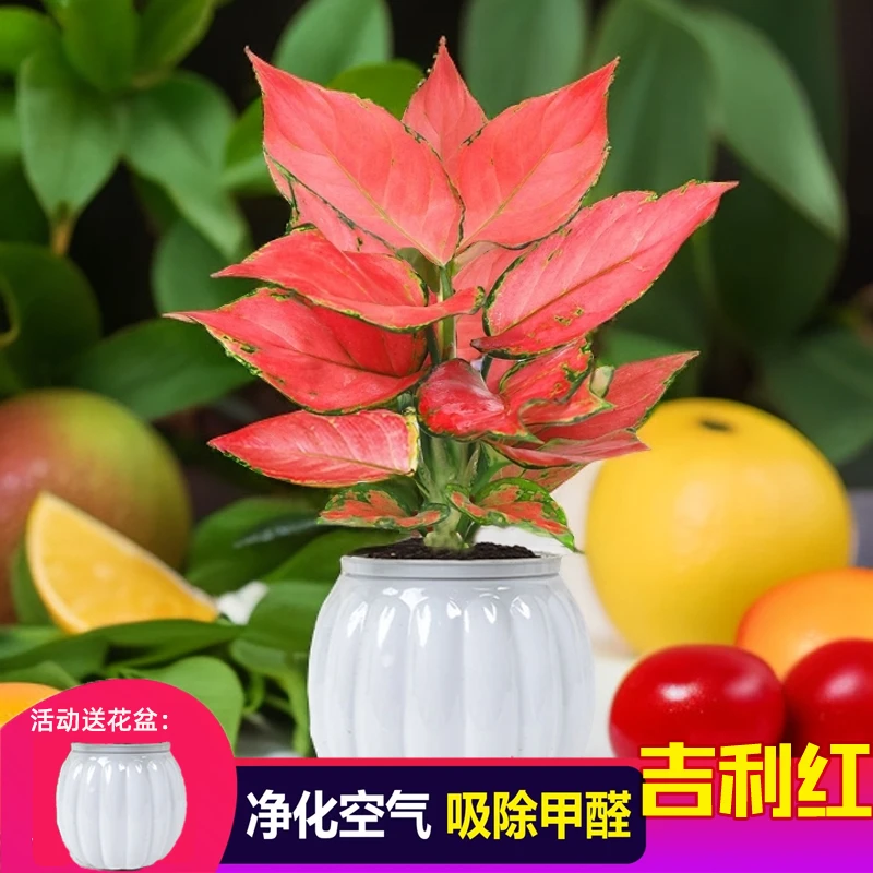 吉利红盆栽万年红如意皇后植物办公室内客厅桌面花卉吸甲醛绿植