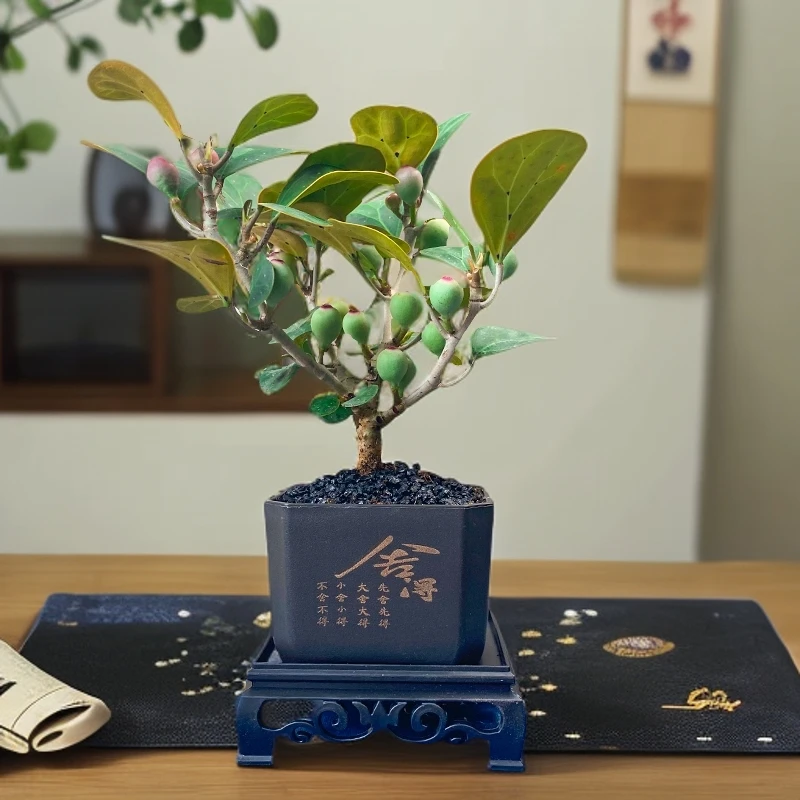 菩提盆栽一帆风顺绿植办公室内客厅绿植花卉好养四季常青