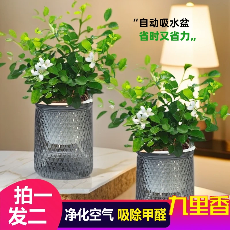 【拍一发二】九里香盆栽水培植物浓香四季简单好养
