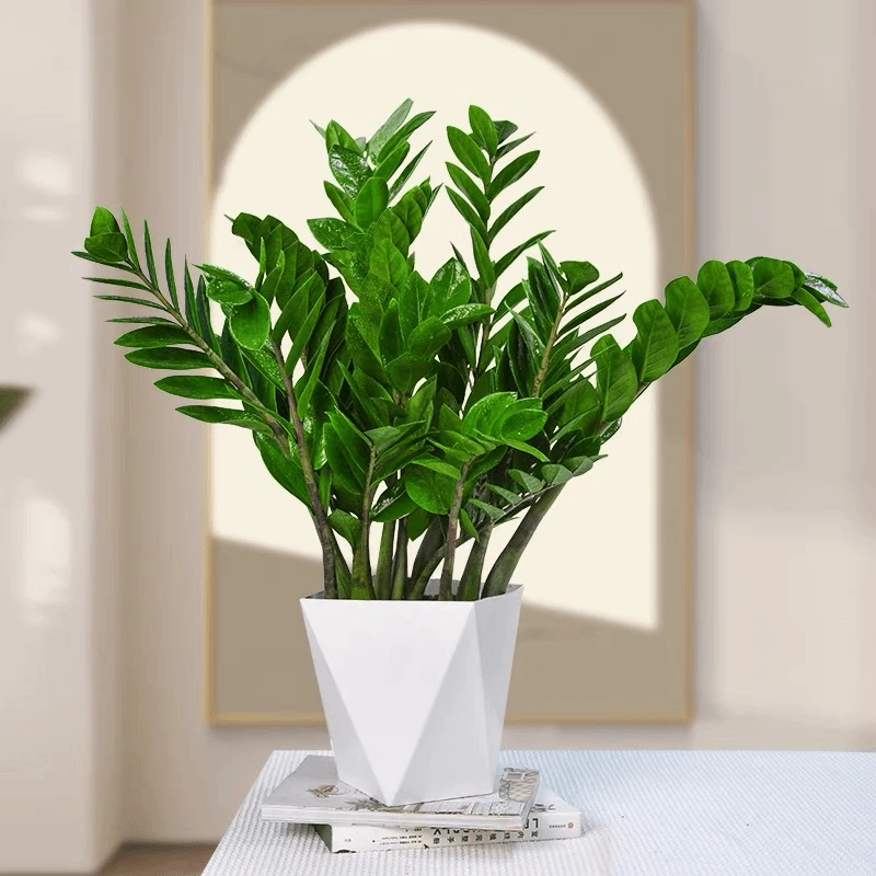 A精品60-70cm金钱树盆栽绿植客厅办公乔迁新居净化摇钱树钱串子