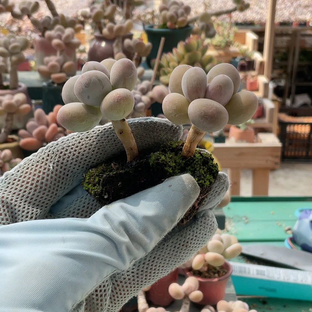 川*?多肉植物的生长发育