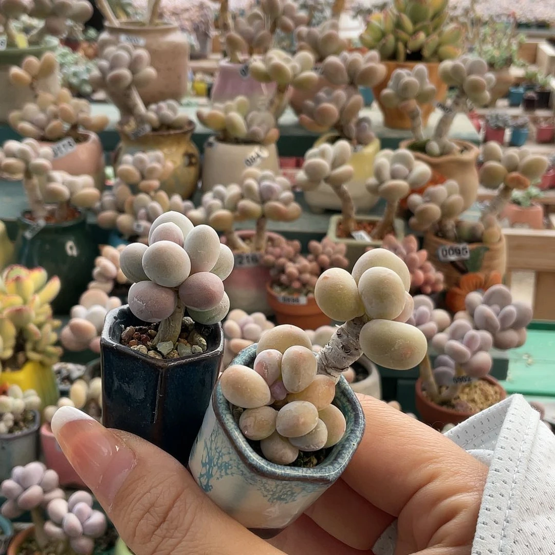 爱***i多肉植物的生长发育