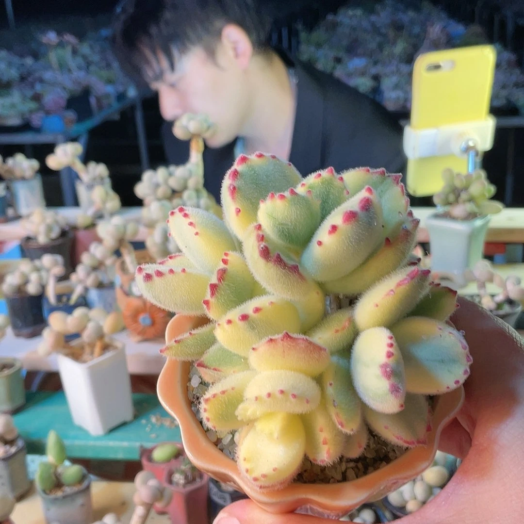 兔****人多肉植物的生长发育