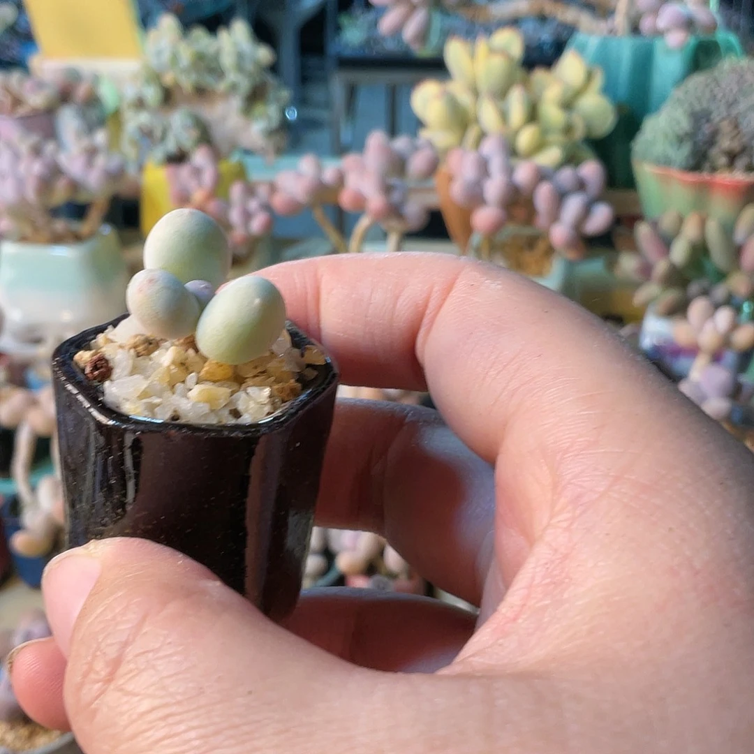 街****?多肉植物的生长发育与生长发育