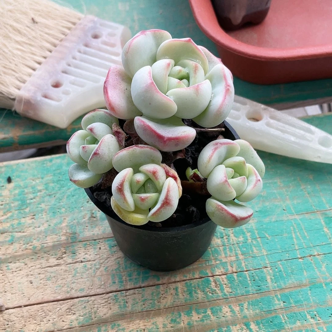 叫**习多肉植物的生长发育