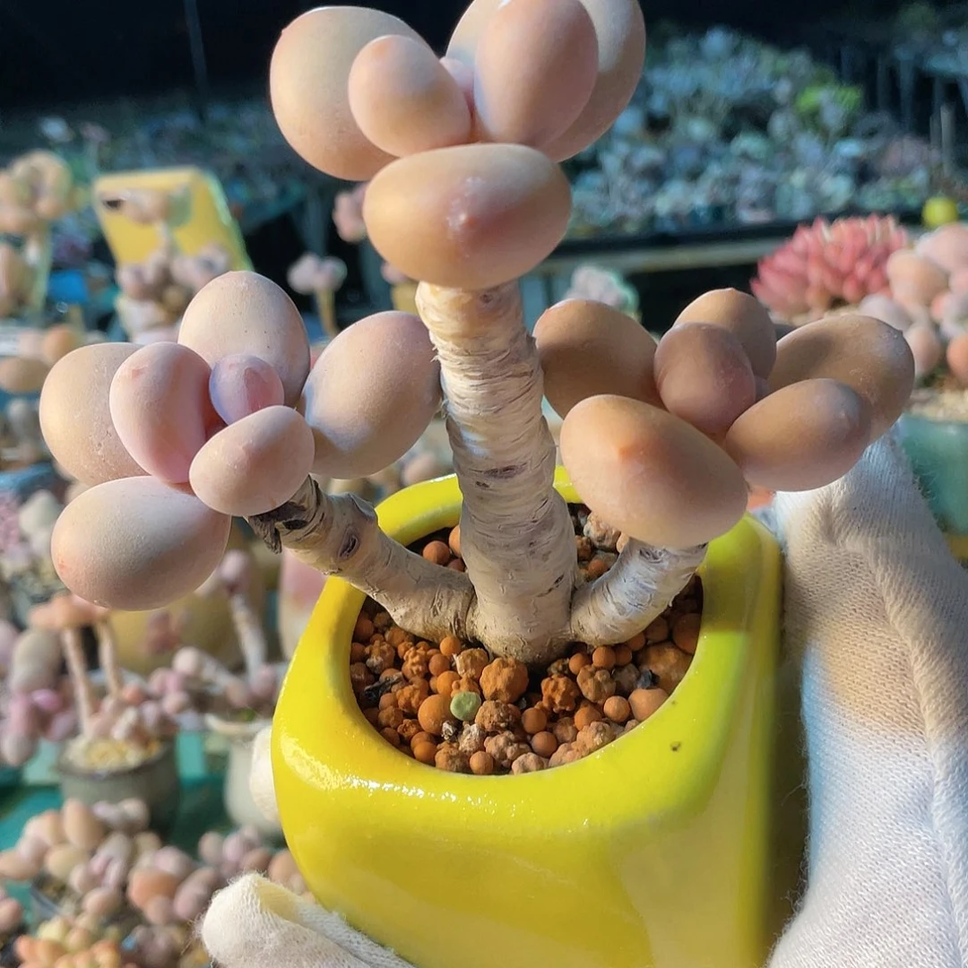 你****花多肉植物的生长发育与生长发育第三