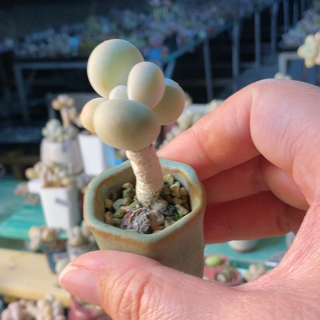 -****w多肉植物的