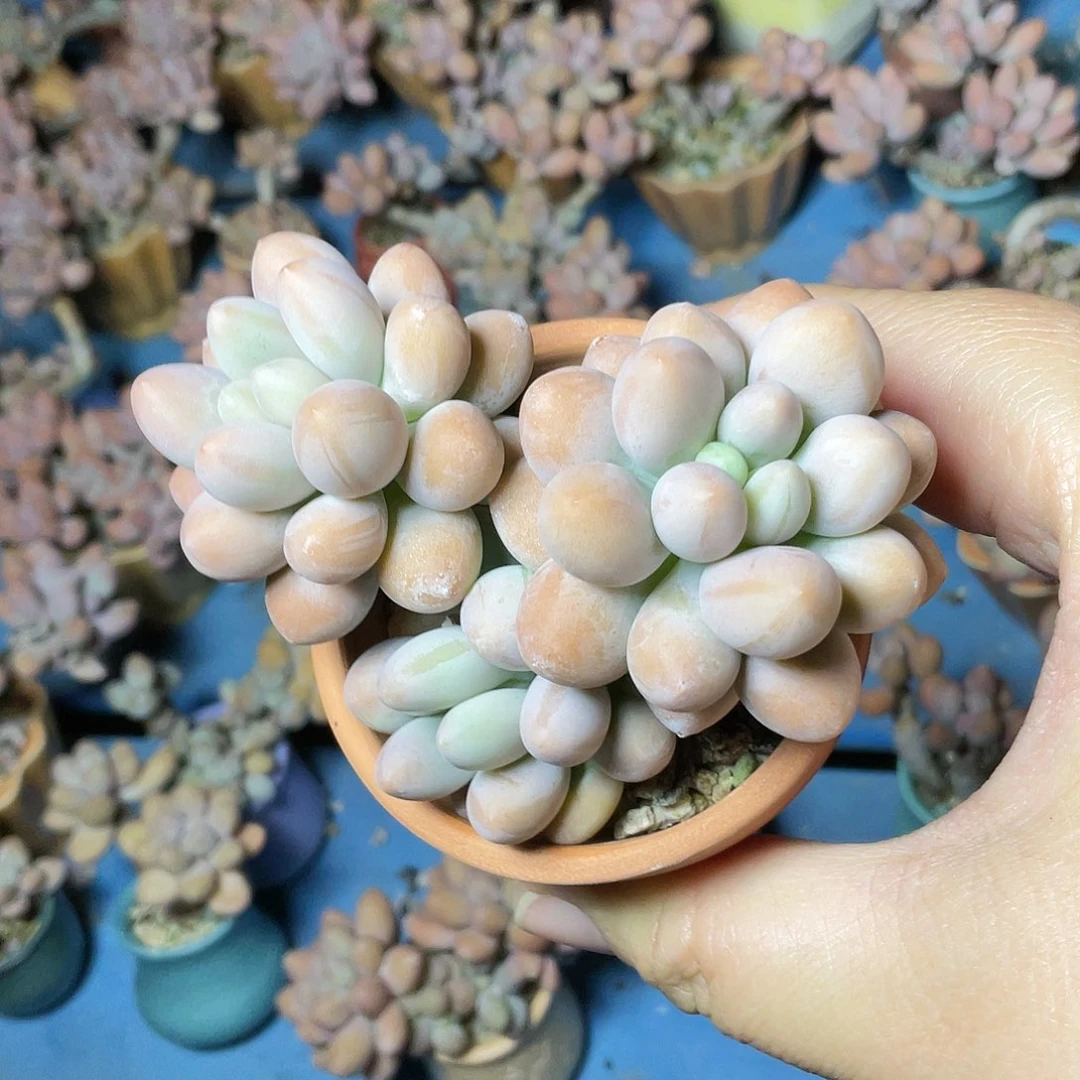 小*娜多肉植物的生长发育与