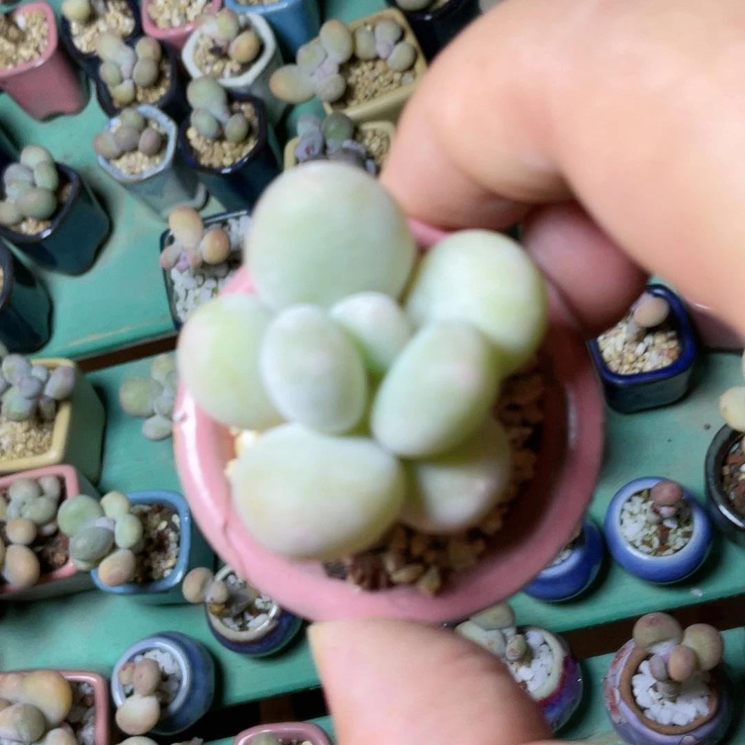 兔****人多肉植物的生长发育与