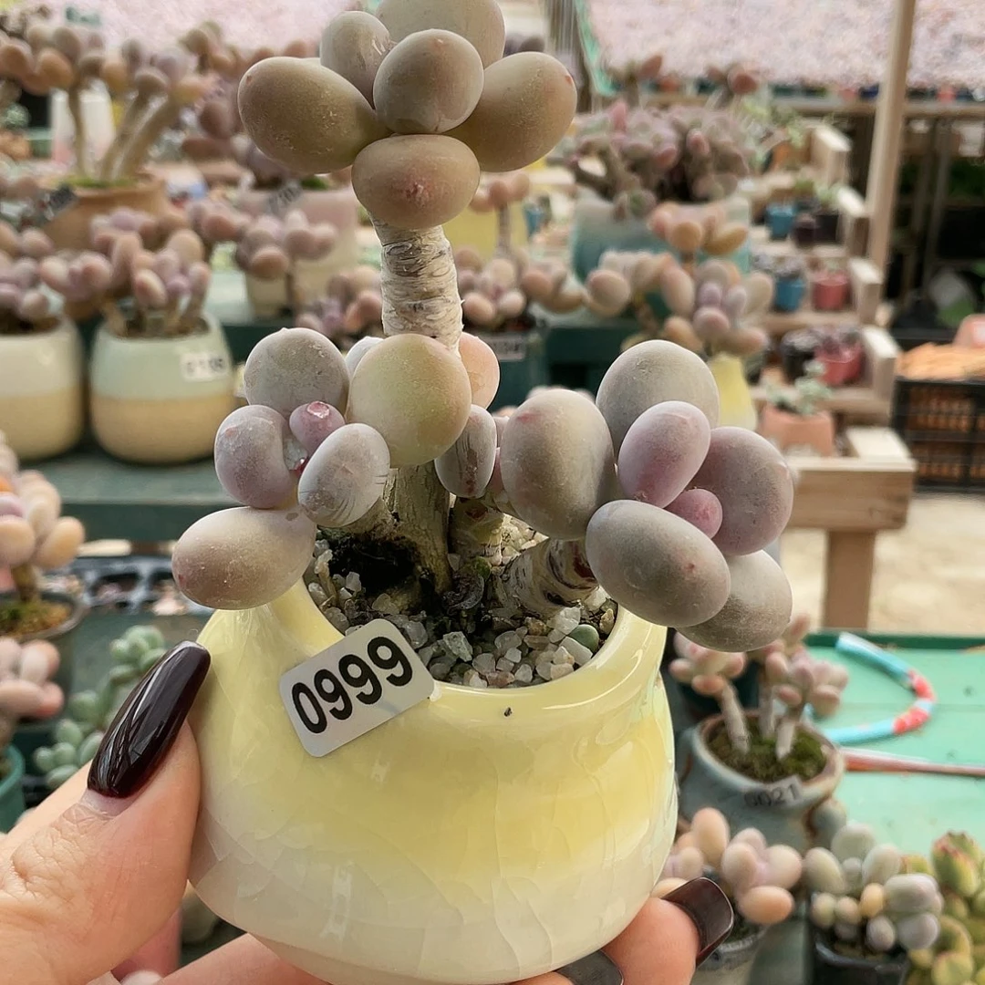 心***多肉植物的生长发育