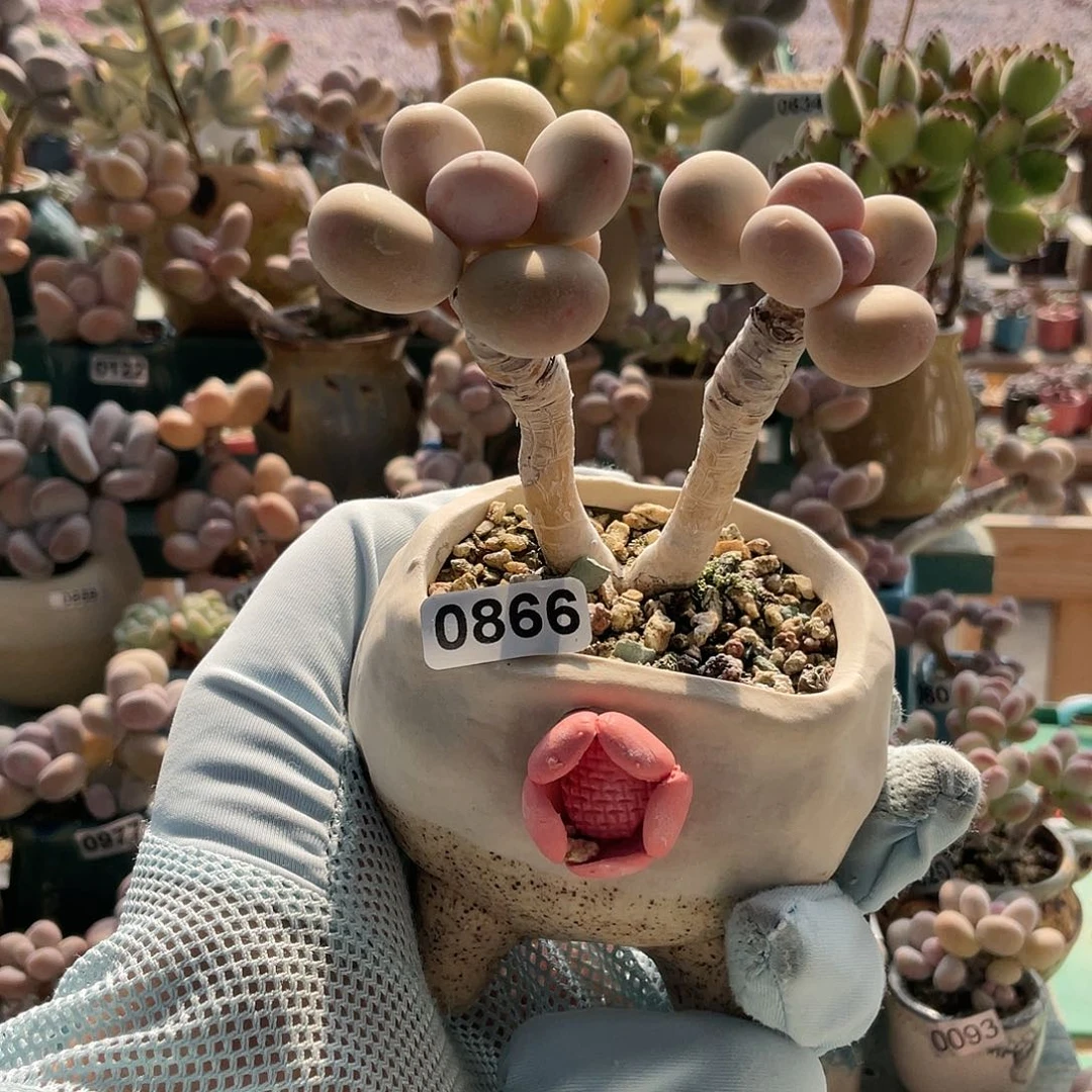 王*蔓多肉植物的生长发育