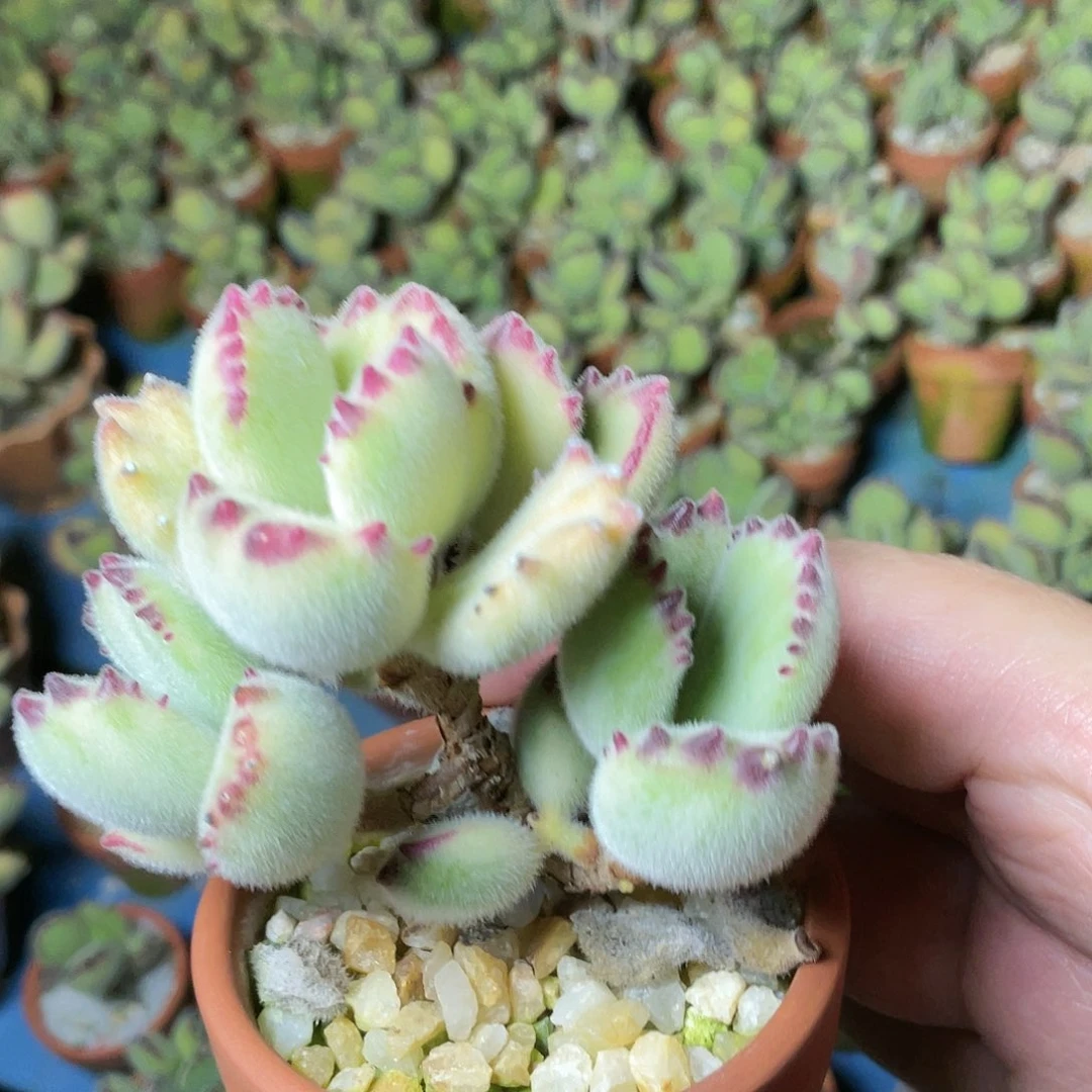 刘*含多肉植物的生长发育与生长发育的关系