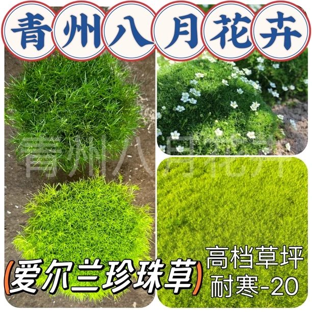 《爱尔兰珍珠草杯苗》高档花镜地被庭院耐寒珍珠草常绿草坪