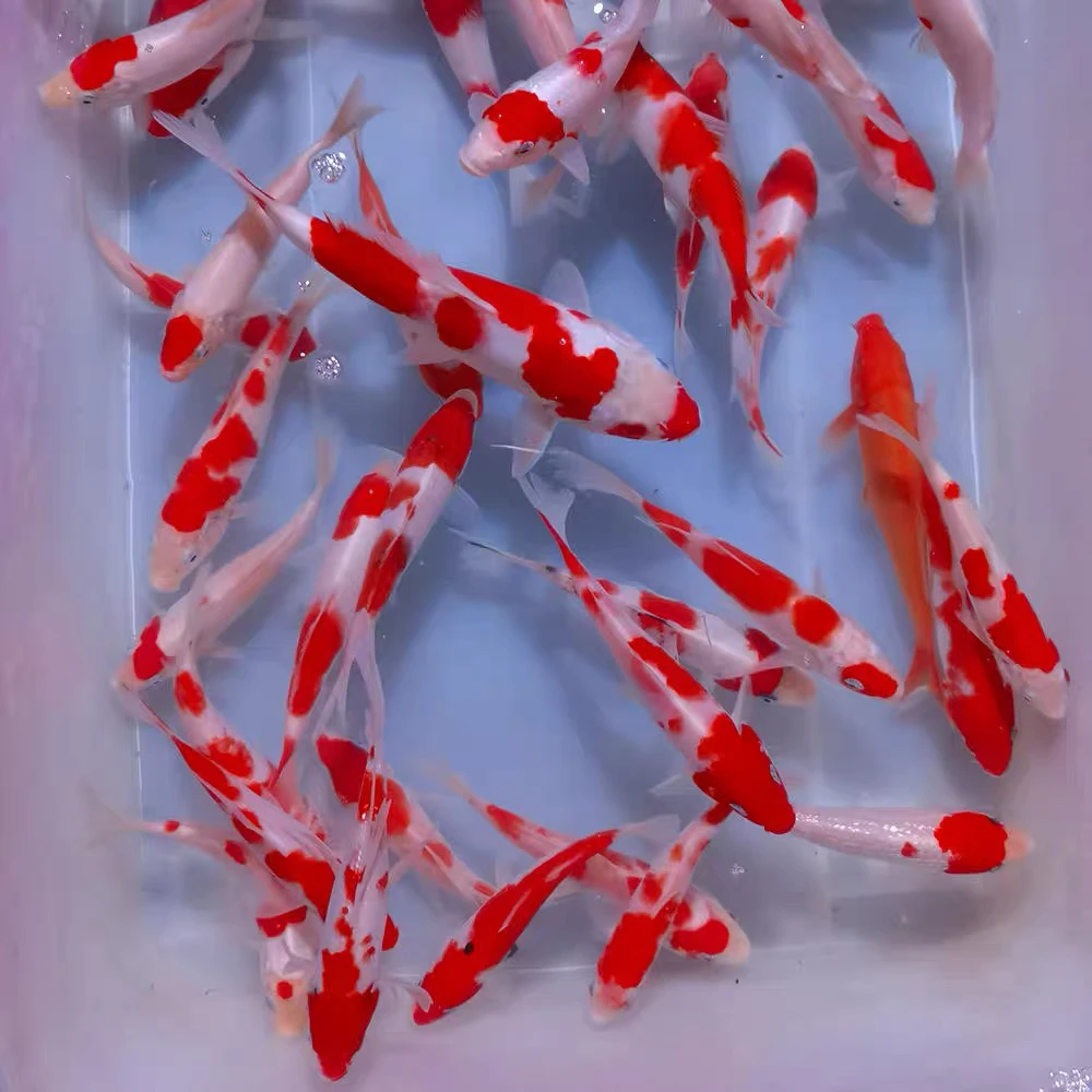 锦鲤养鱼观赏鱼红白三色孔雀秋翠龙系辉龙昭和菲写冷水鱼好养耐活