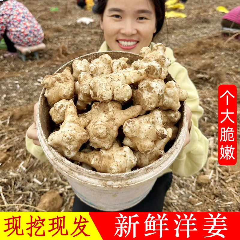 2024年新洋姜现挖现发新鲜鬼子姜菊芋姜不辣3/5斤腌咸菜泡菜脆嫩