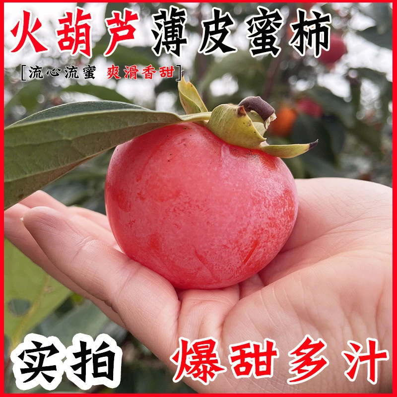 【放软吃】火葫芦火果柿子新鲜软甜柿子张小敬做柿饼水果包邮