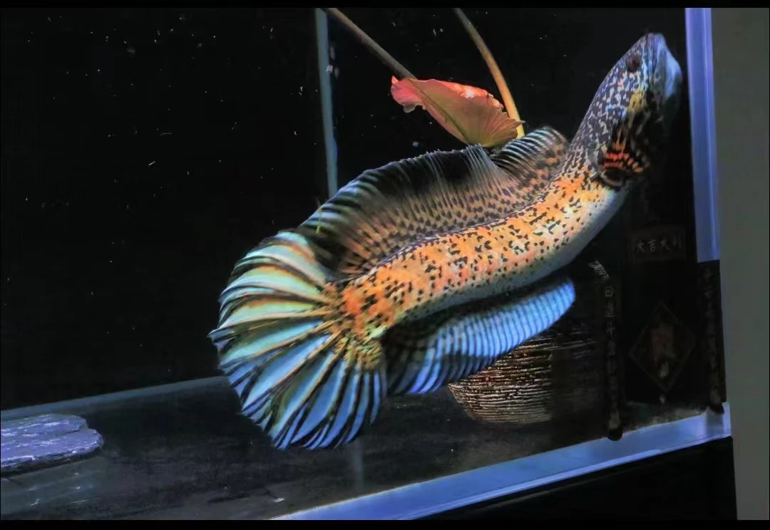 黄金眼镜雷龙鱼蛇头鱼凶猛中大型观赏鱼类食肉易养进口印度印尼蛇