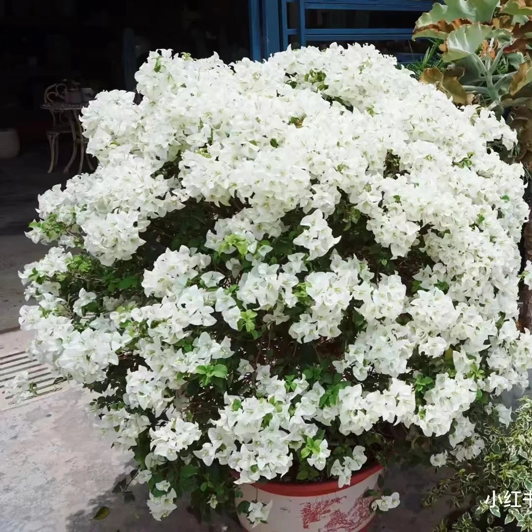 [白雪公主] 洁白的象征 三角梅四季勤花可飘枝精品苗木 （不带花）