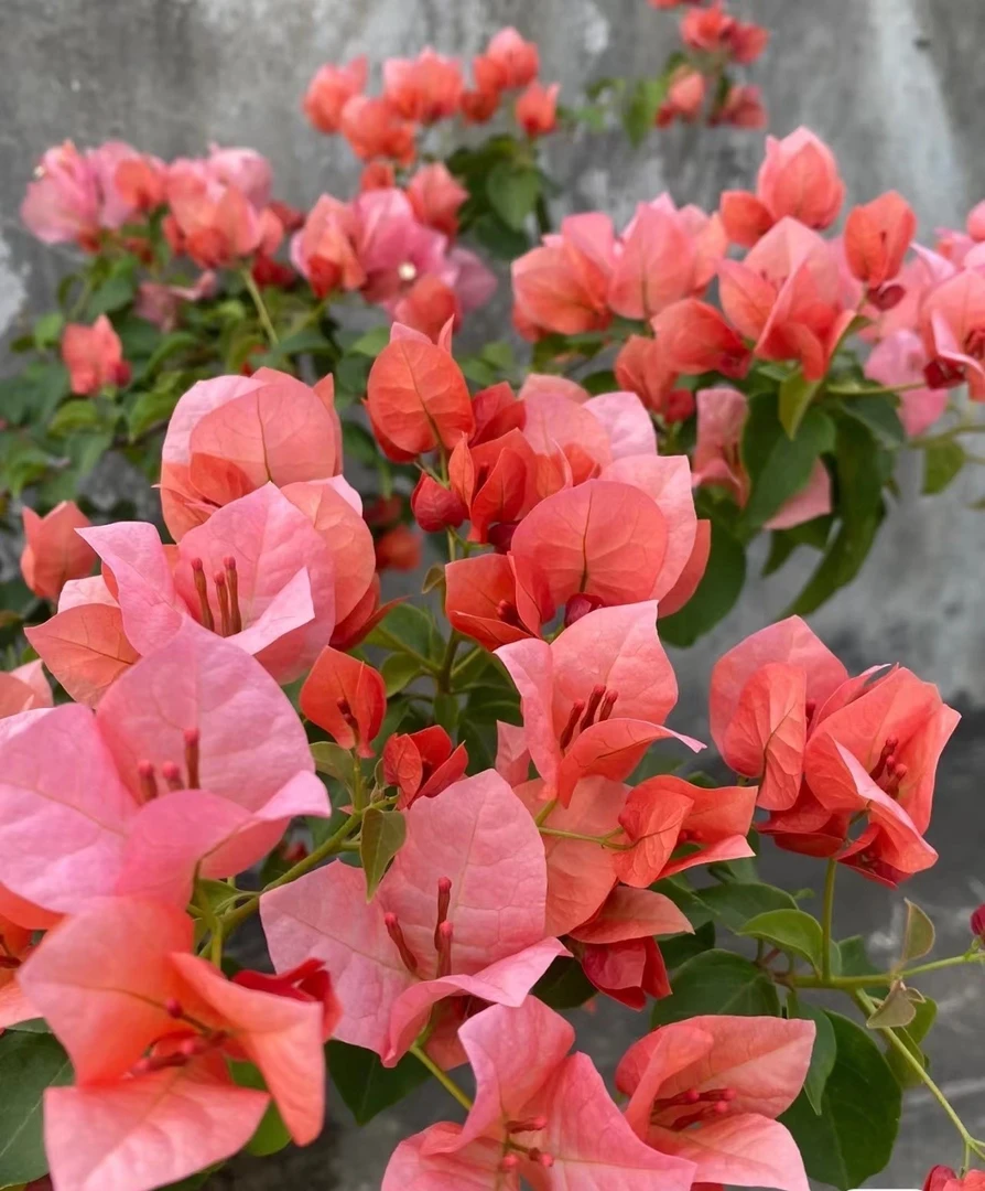 稀有名品【不甜西瓜】  三角梅四季勤花飘枝（不带花）