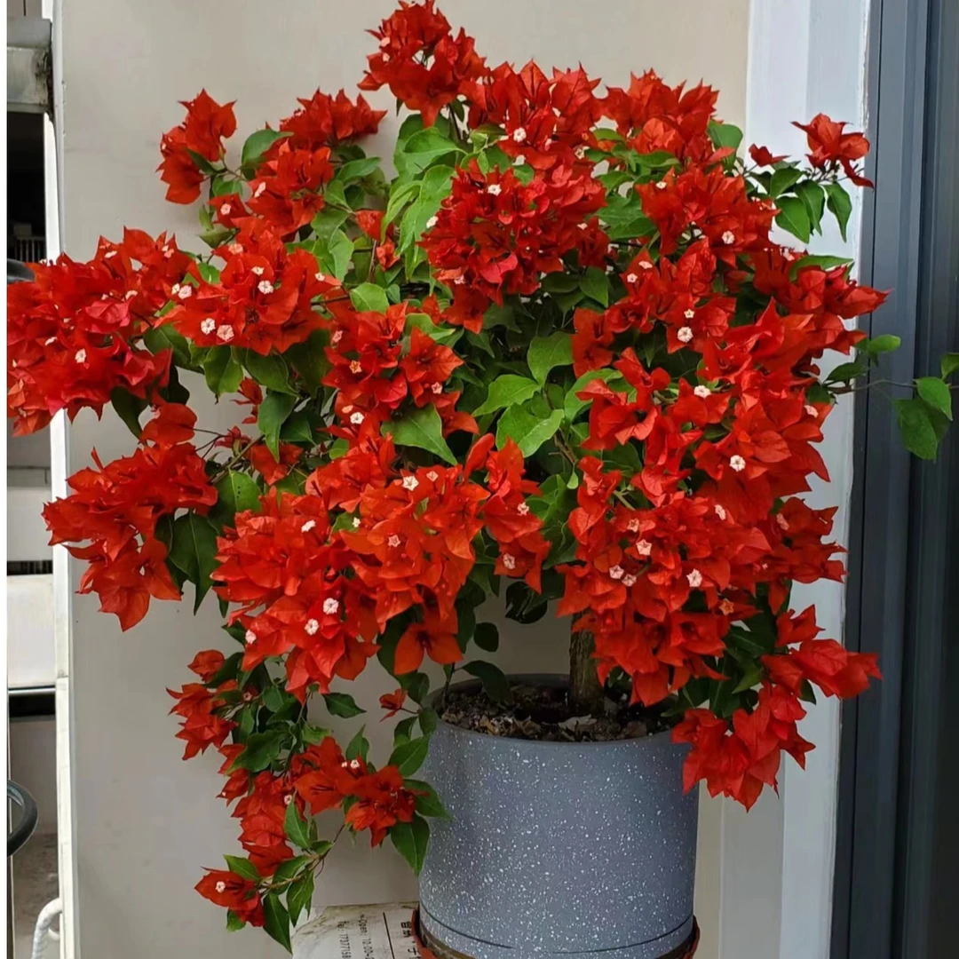 【热火桑巴】开花机器四季勤花三角梅（不带花不带盆）