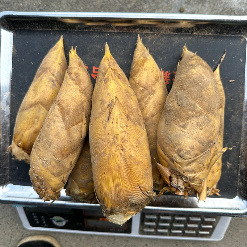 【顺丰包邮】称上冬笋所见即所得