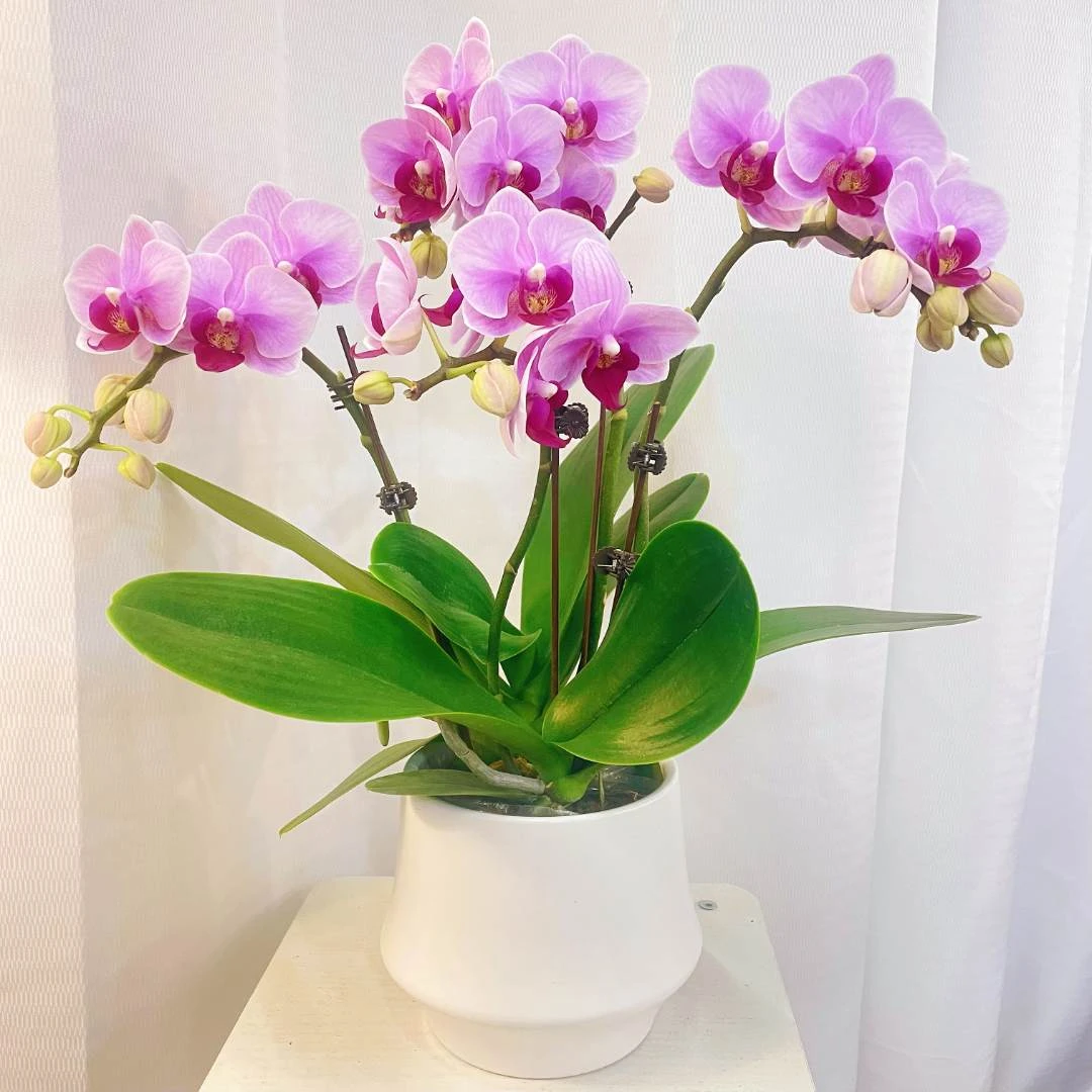 蝴蝶兰【宝贝】4年老庄苗 好养耐养粉色花色娇艳叶片碧绿室内花