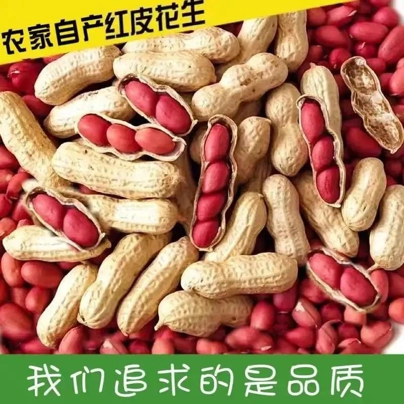 正宗河源客家老师特产忠信红衣紫衣新鲜原味红衣批发花生零食带壳