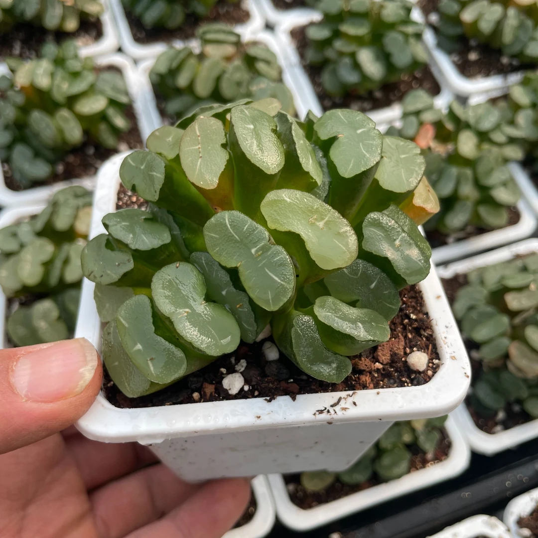 精品玉露十二卷 孤品白瓷玉扇群 室内外好养盆栽 带盆土发货