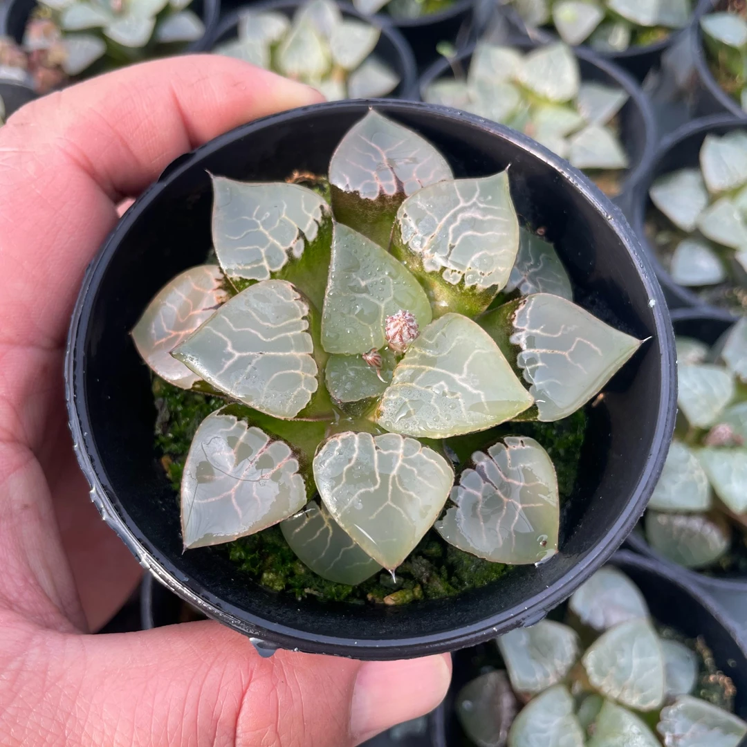 多肉玉露十二卷 大颗火凤凰寿 室内外好养盆栽 带盆土发货