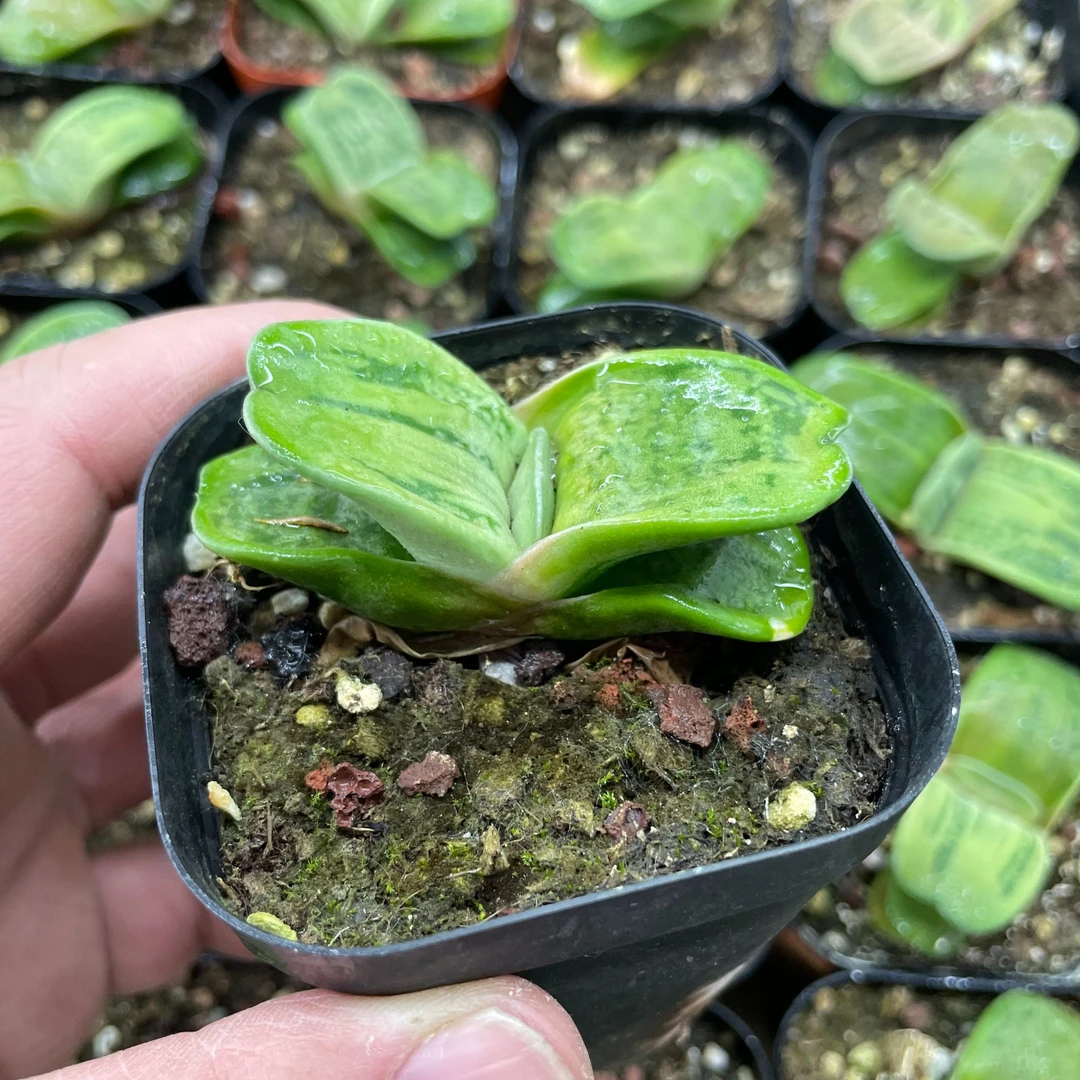 多肉植物 卧牛 室内外好养盆栽 带盆土满18包邮发货