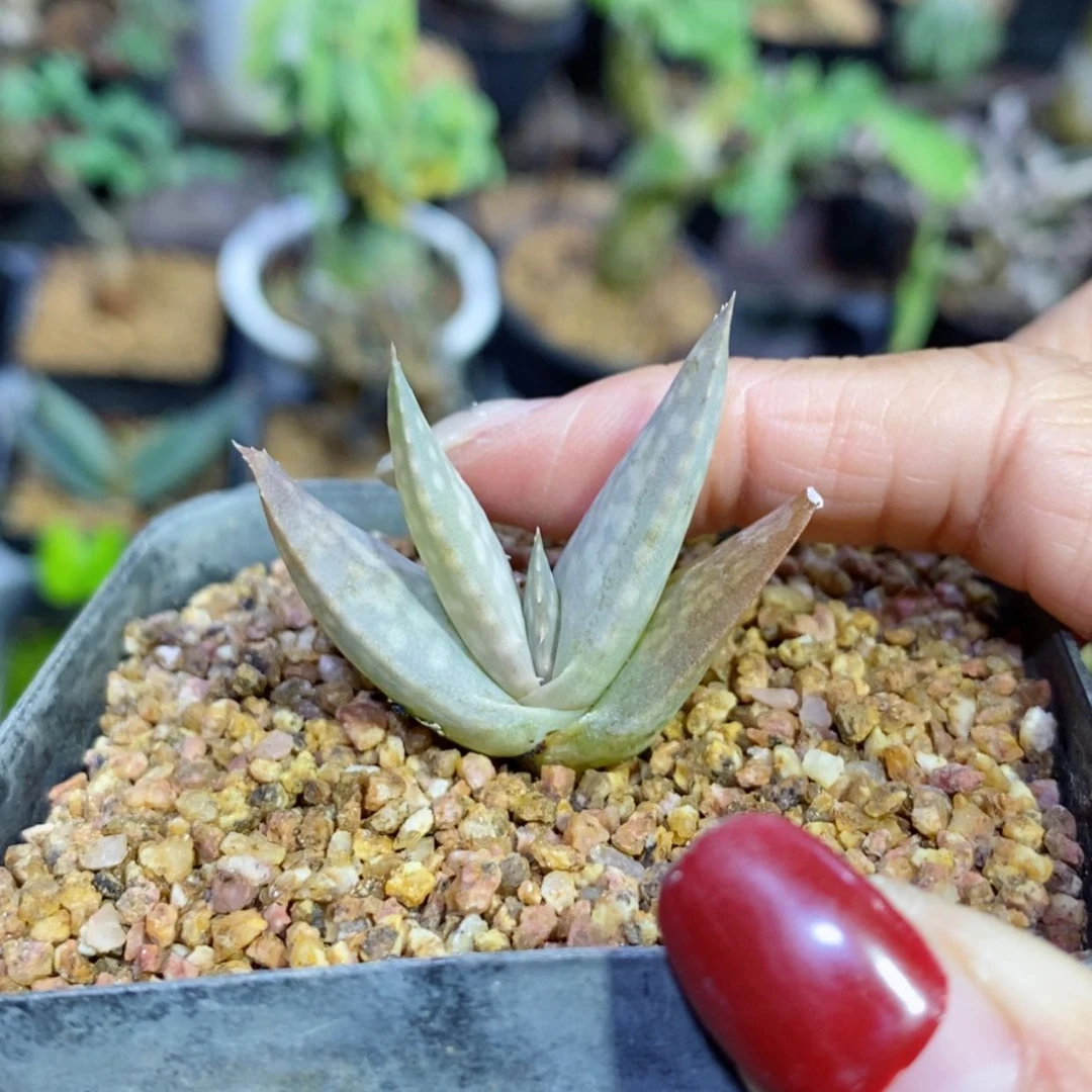 【闪购商品】佐法尔芦荟