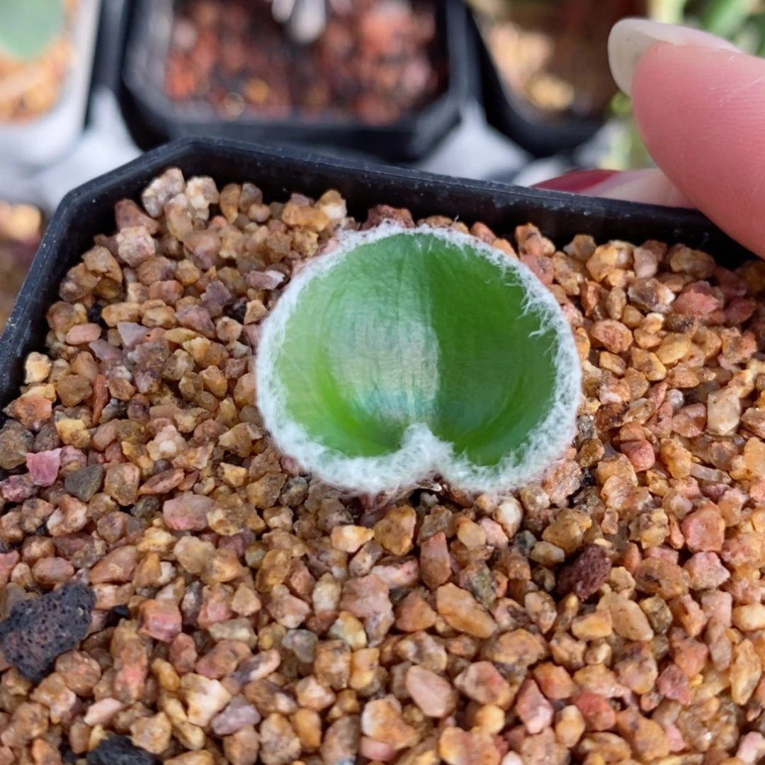 【闪购商品】毛爱心雾冰玉