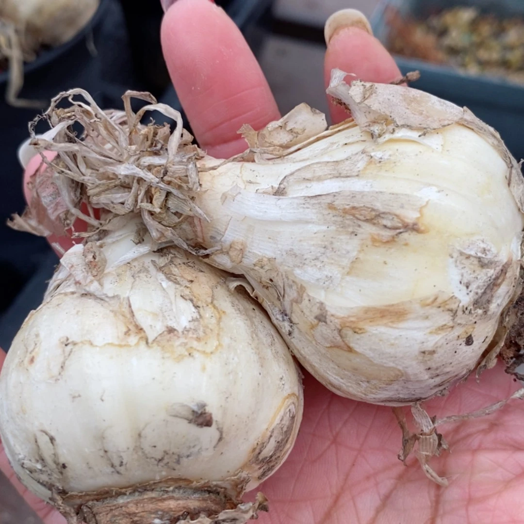 【闪购商品】小**?GN2颗