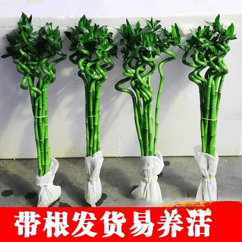富贵竹 4支带根转运竹水培植物弯竹观音竹子盆栽室内客厅招财绿植